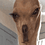 DogeThis